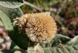 Eremanthus mollis Sch. Bip. resmi