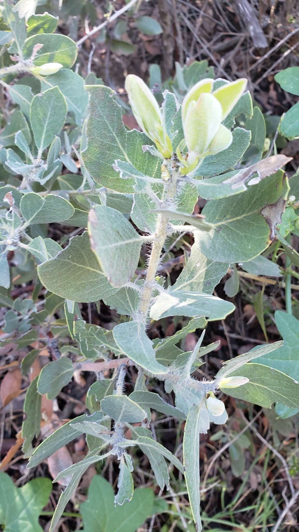 Imagem de Arctostaphylos glandulosa subsp. mollis (J. E. Adams) P. V. Wells