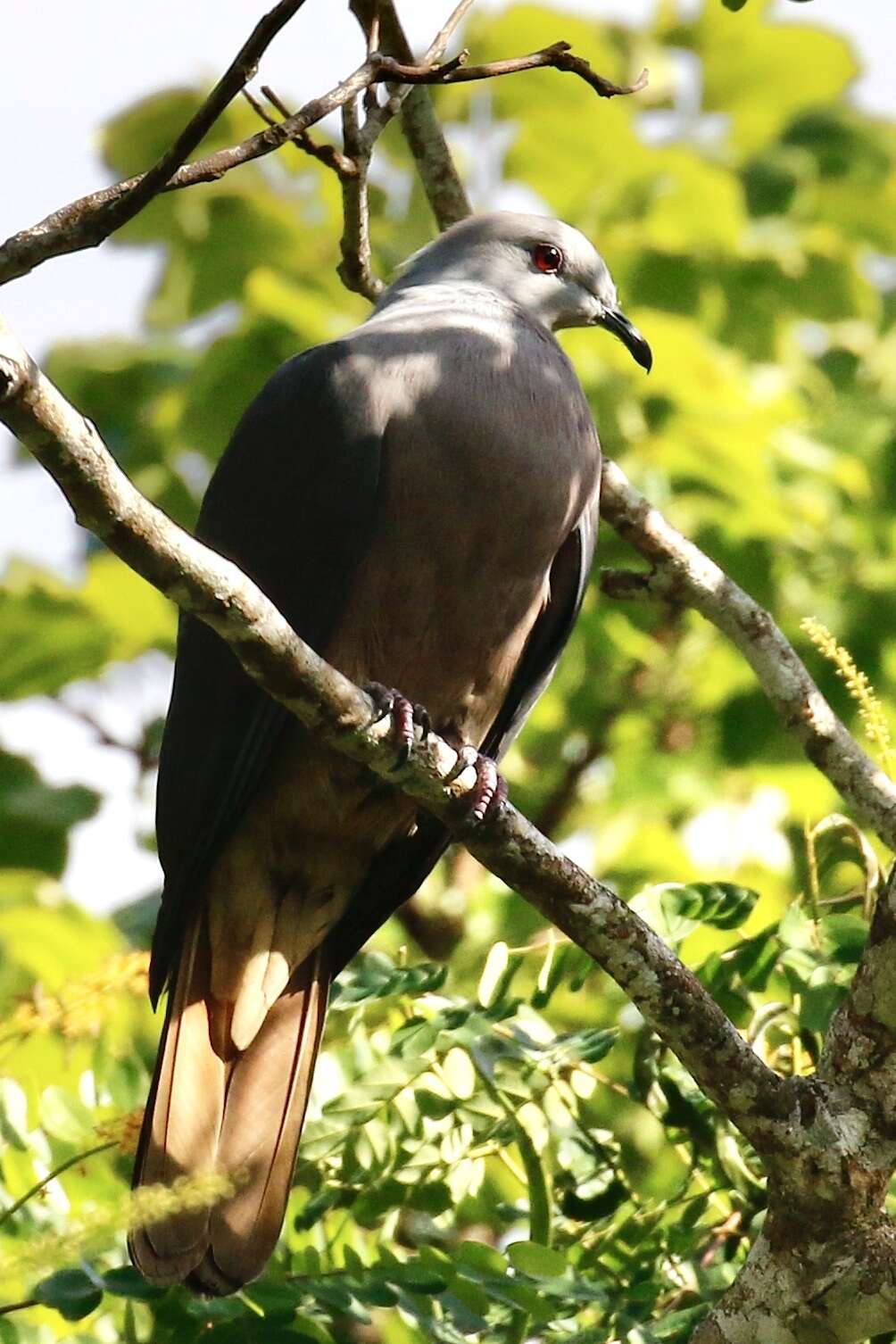 Image of Barking Imperial Pigeon