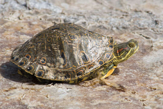 Image of Cuatro Cienegas Slider