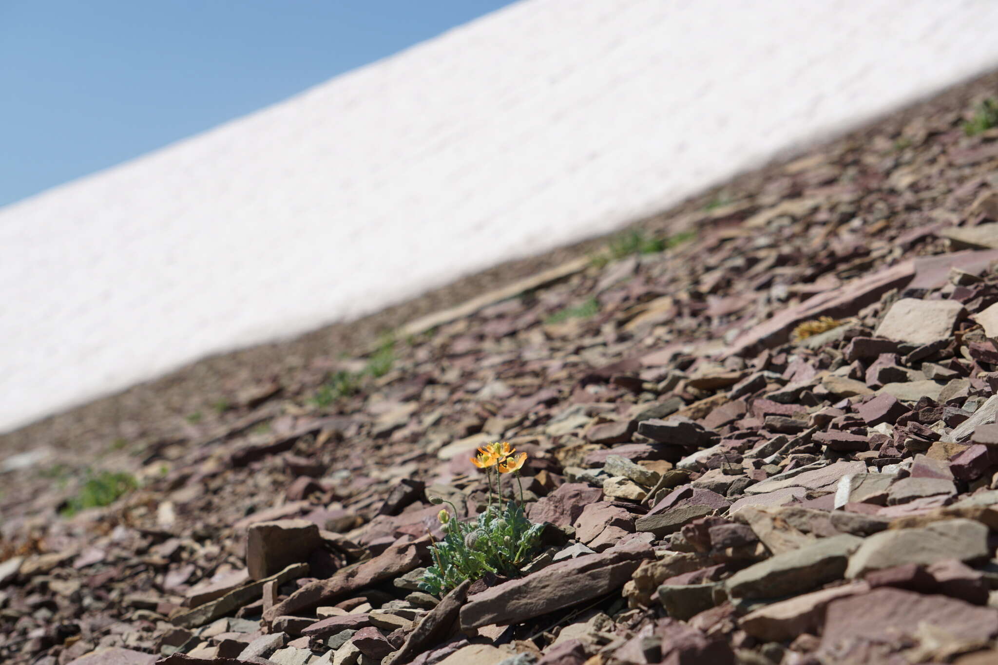Image of alpine poppy
