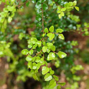 Image of Nothofagus cunninghamii (Hook.) Oerst.