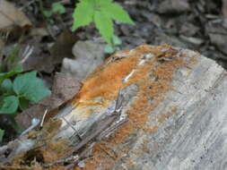 Image of Orange-mat coprinus