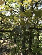 Image of Chinese Sweetgum