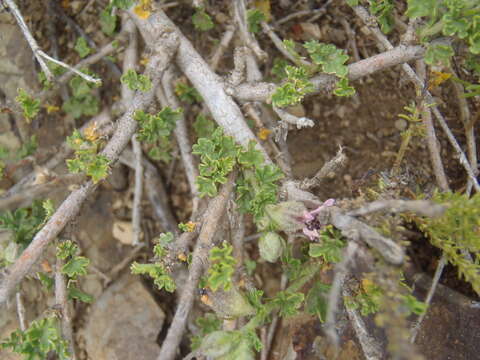 Imagem de Anisodontea malvastroides (E. G. Baker) D. M. Bates