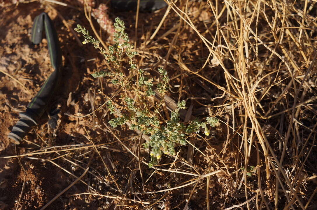 Image of Kickxia aegyptiaca (L.) Nábelek