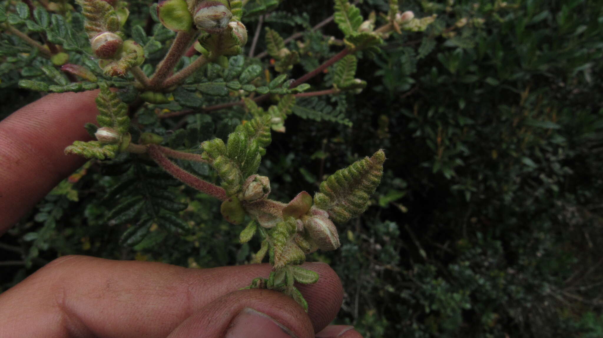 Image of Weinmannia tomentosa L. fil.