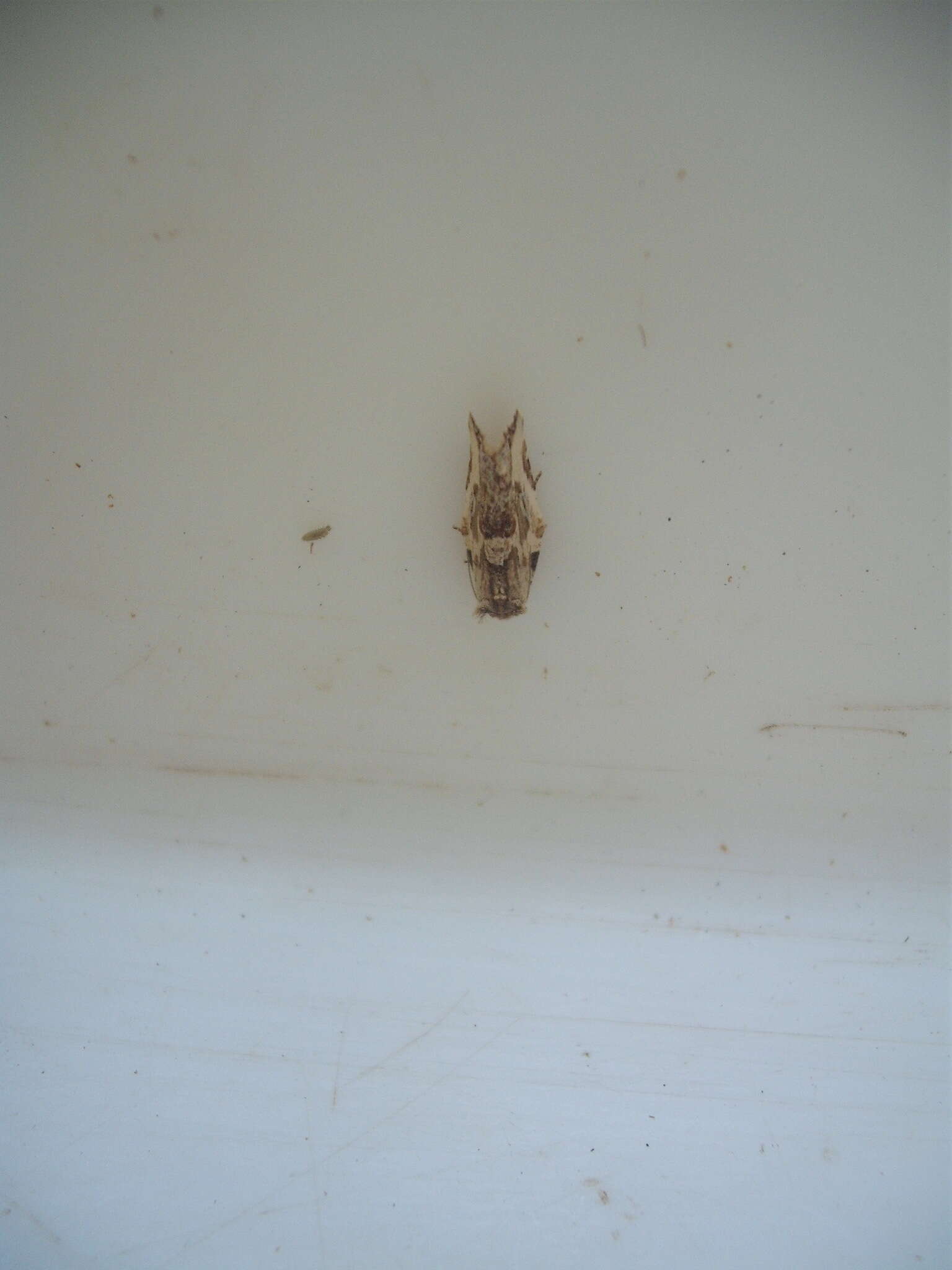 Image of brindled bell moth