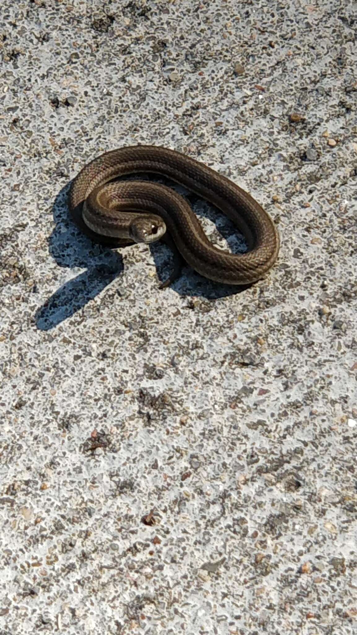 Image of Lined Snake