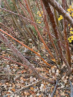 Image de Salix alaxensis (Anderss.) Coville