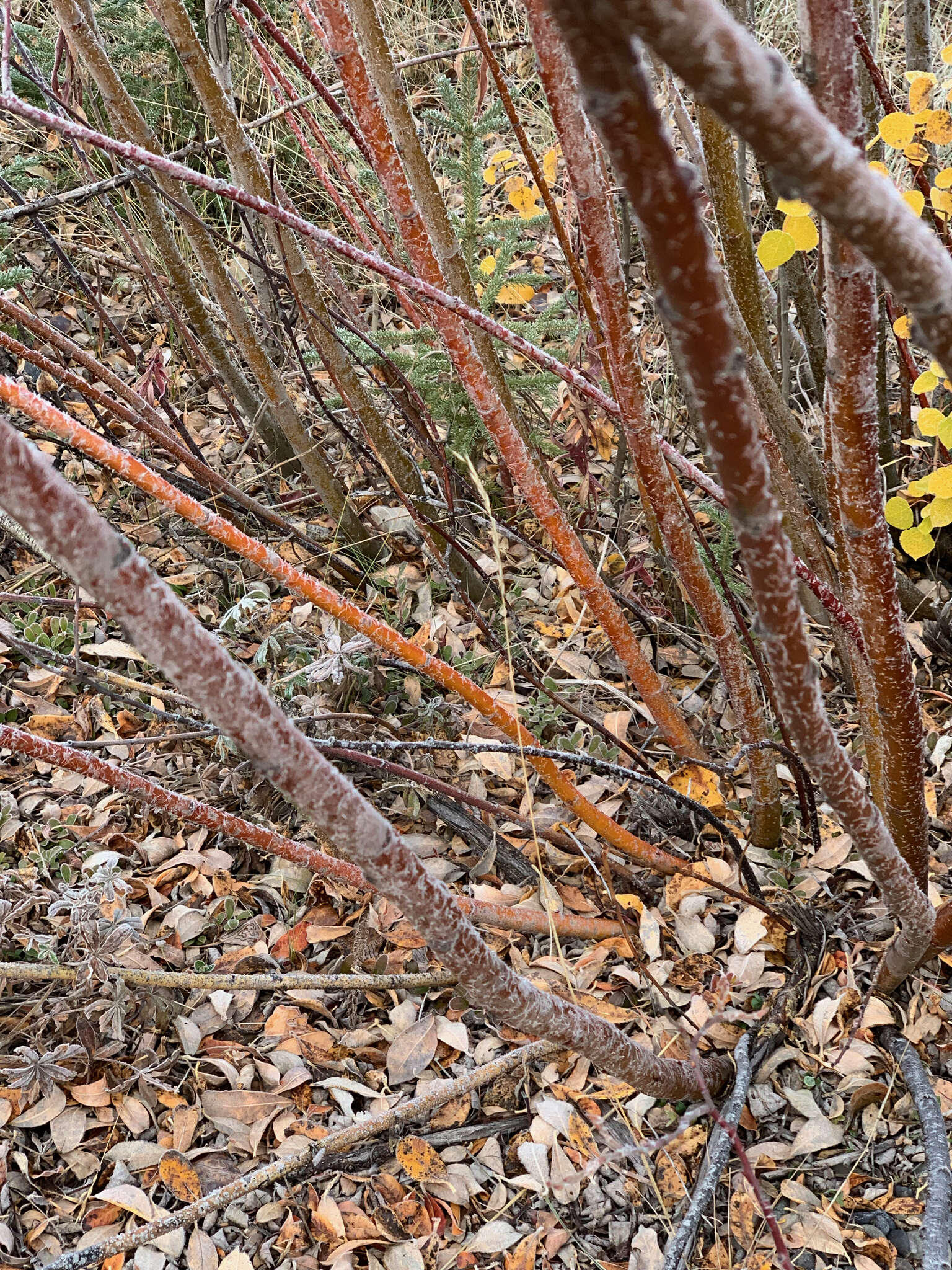 Sivun Salix alaxensis (Anderss.) Coville kuva