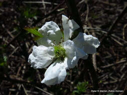 Rubus cuneifolius Pursh resmi