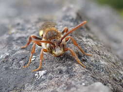 Image of Nomada flava Panzer 1798