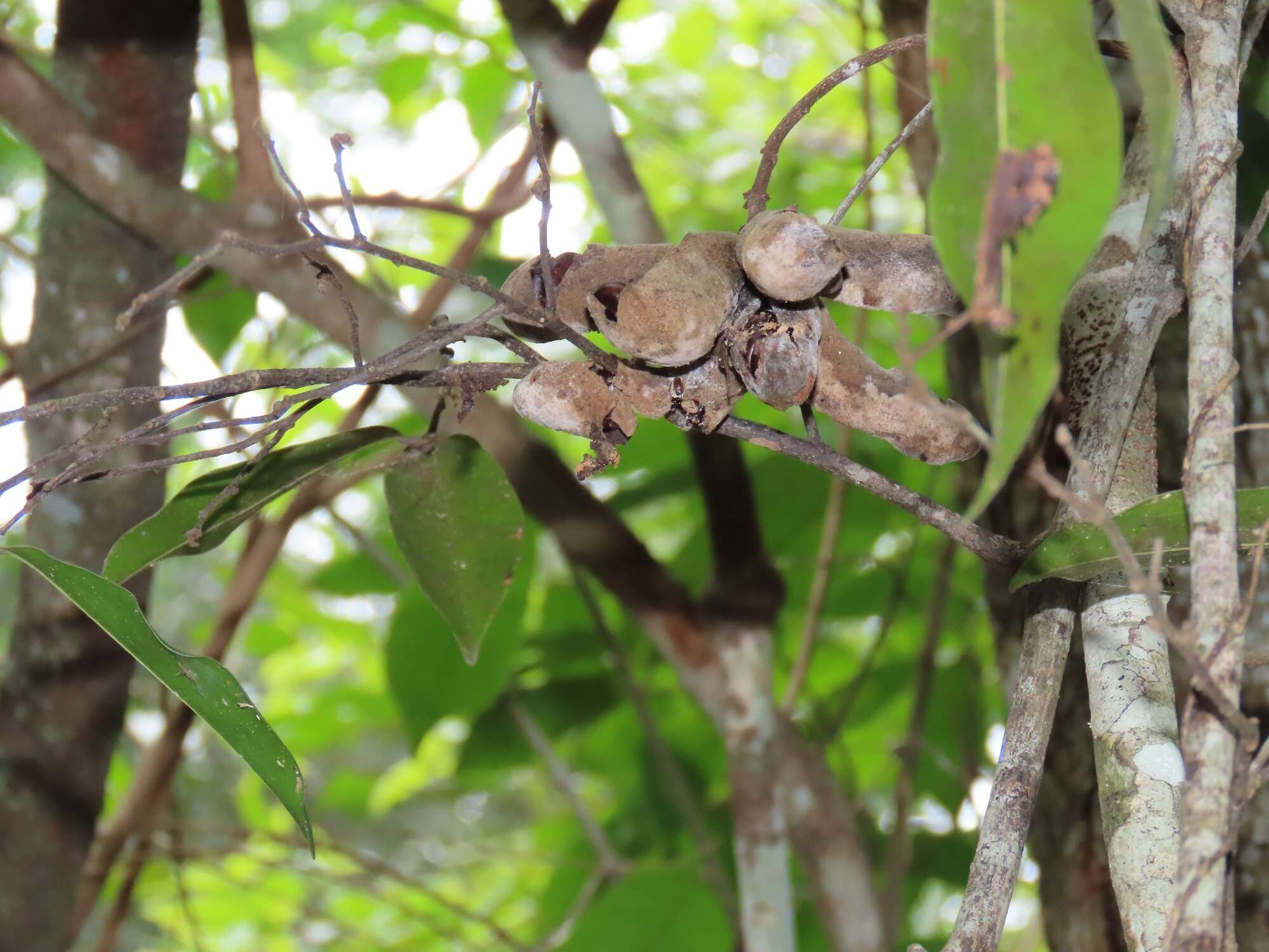 Imagem de Uvaria lucida subsp. virens (N. E. Br.) Verdc.