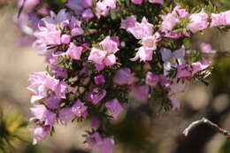 Image of Boronia pilosa subsp. pilosa