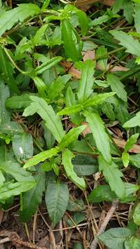 Image of swampwort