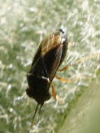 Image of <i>Geocoris uliginosus</i>