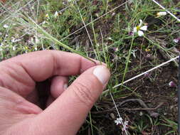 Image of Muhlenbergia implicata (Kunth) Trin.