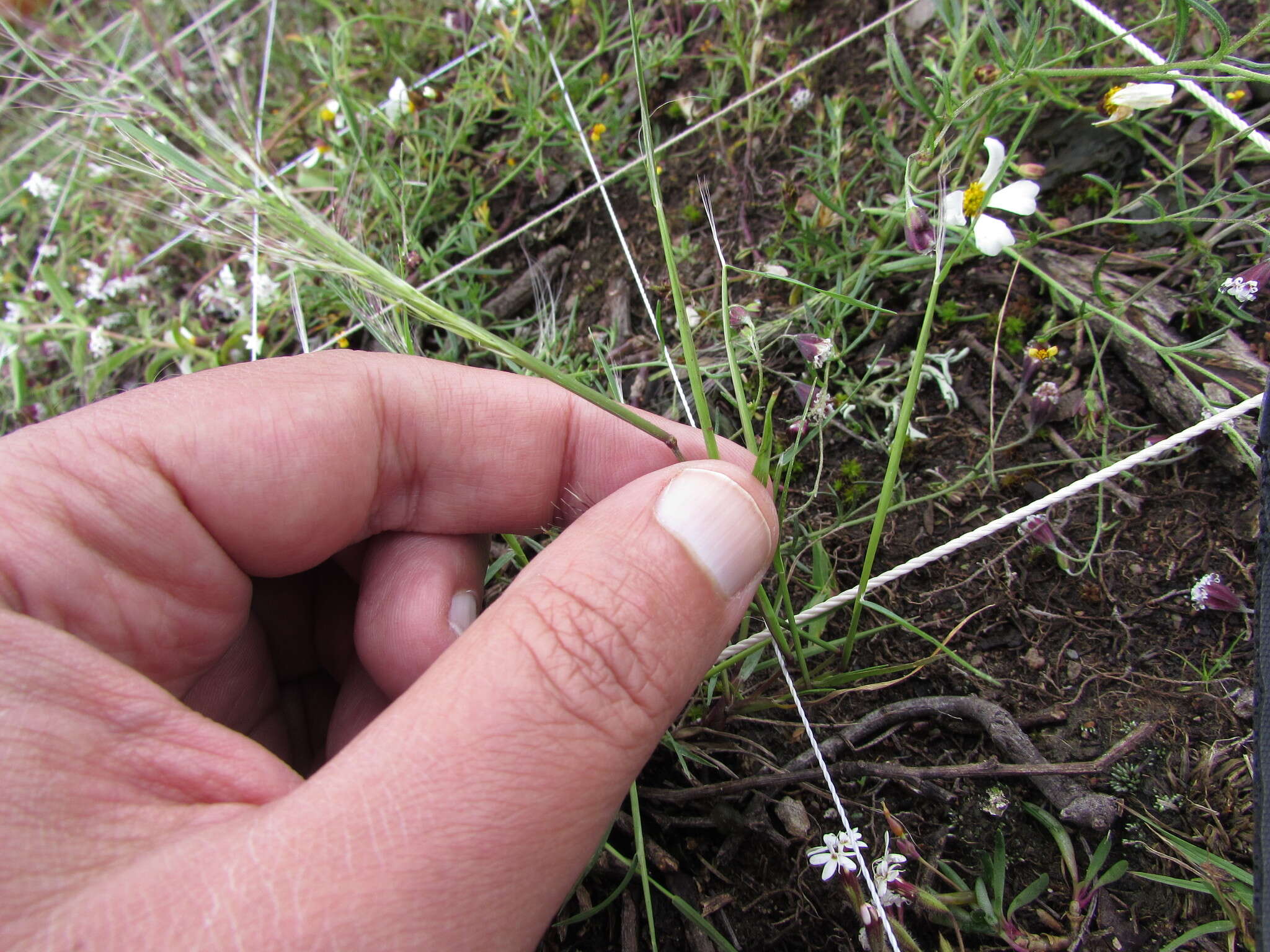 Plancia ëd Muhlenbergia implicata (Kunth) Trin.