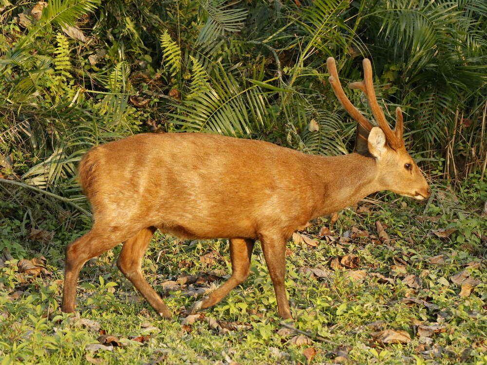 Image of Hog Deer