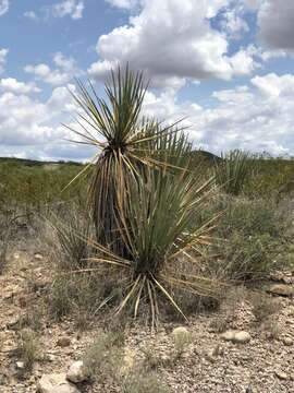 Yucca baccata var. brevifolia L. D. Benson & Darrow resmi