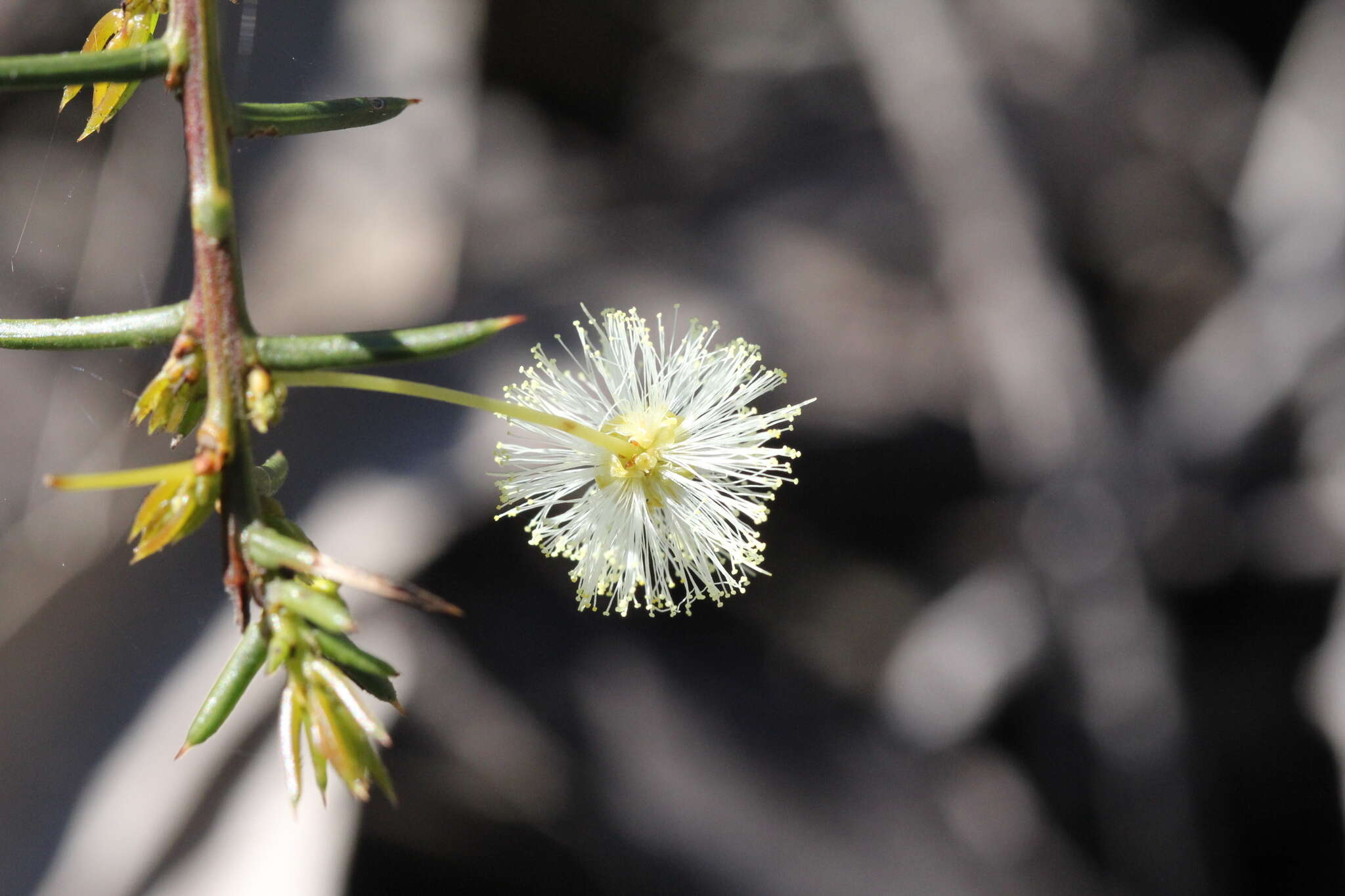 صورة Acacia genistifolia Link