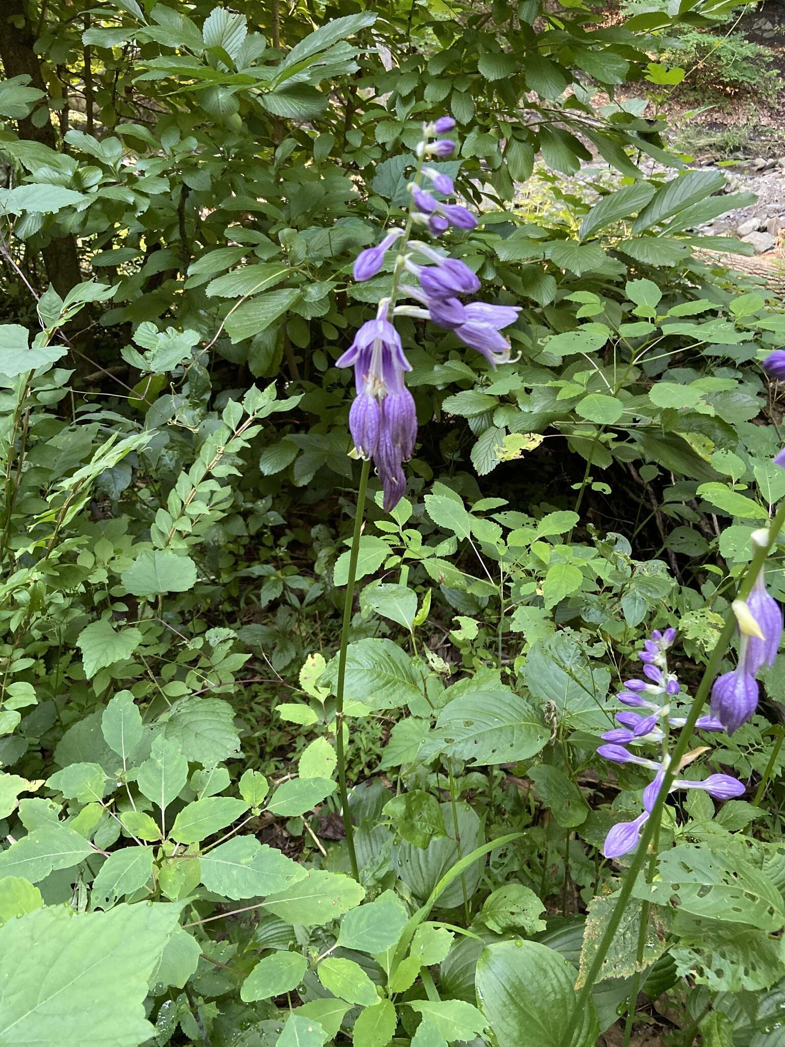 Imagem de Hosta ventricosa Stearn