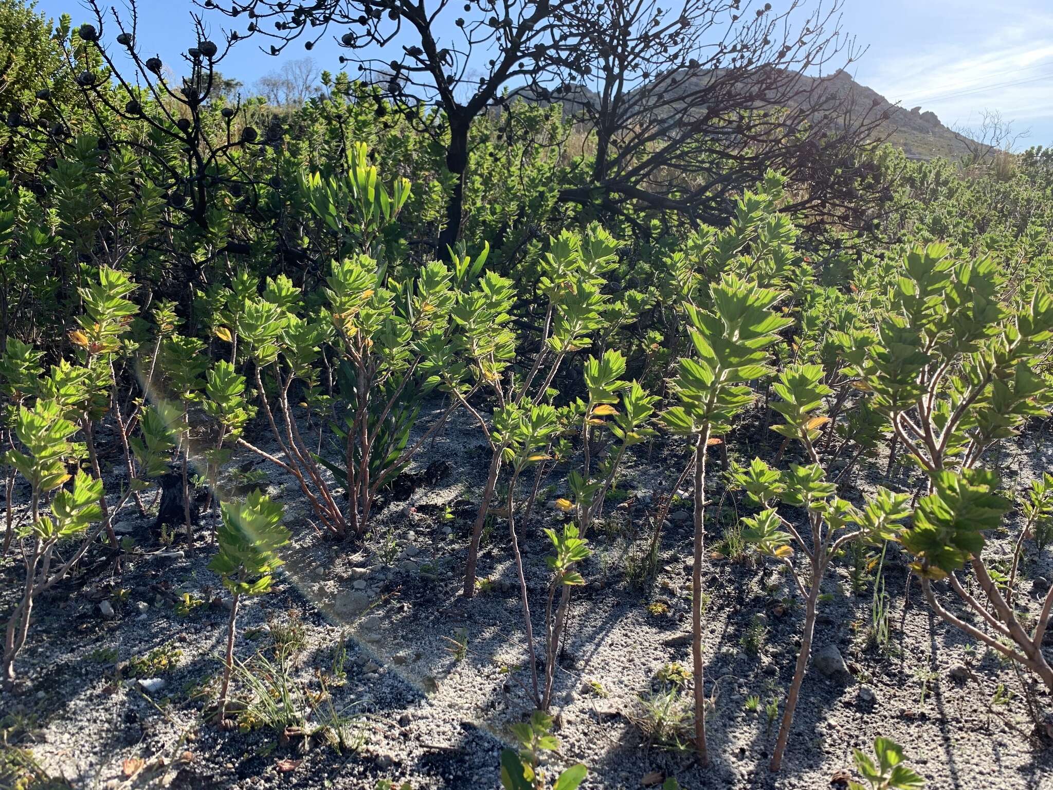 Image of Pelargonium cucullatum subsp. cucullatum