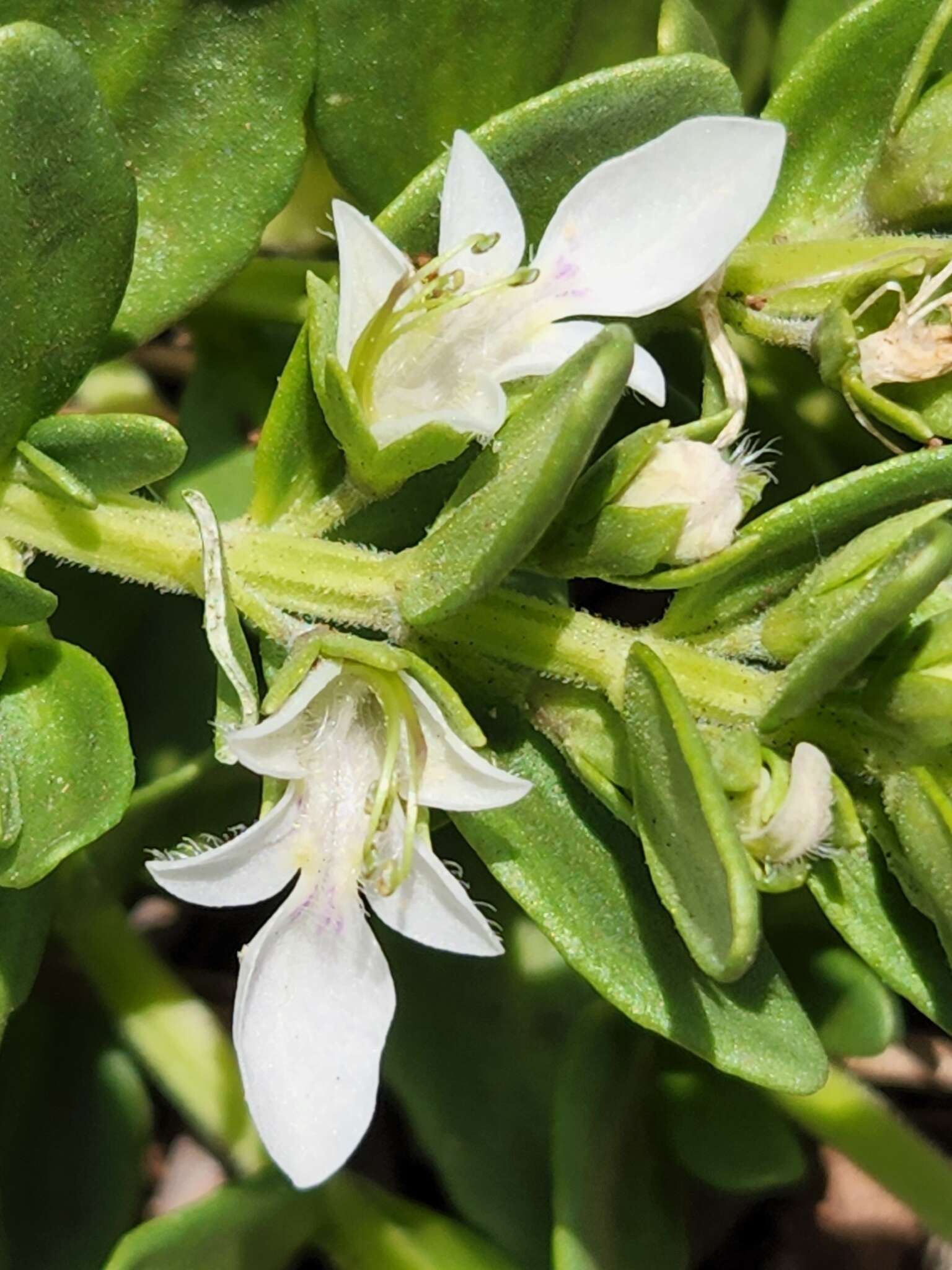 Image of Teucrium townsendii Vasey & Rose