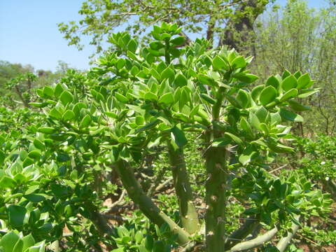 Image of Quiabentia verticillata (Vaupel) Borg