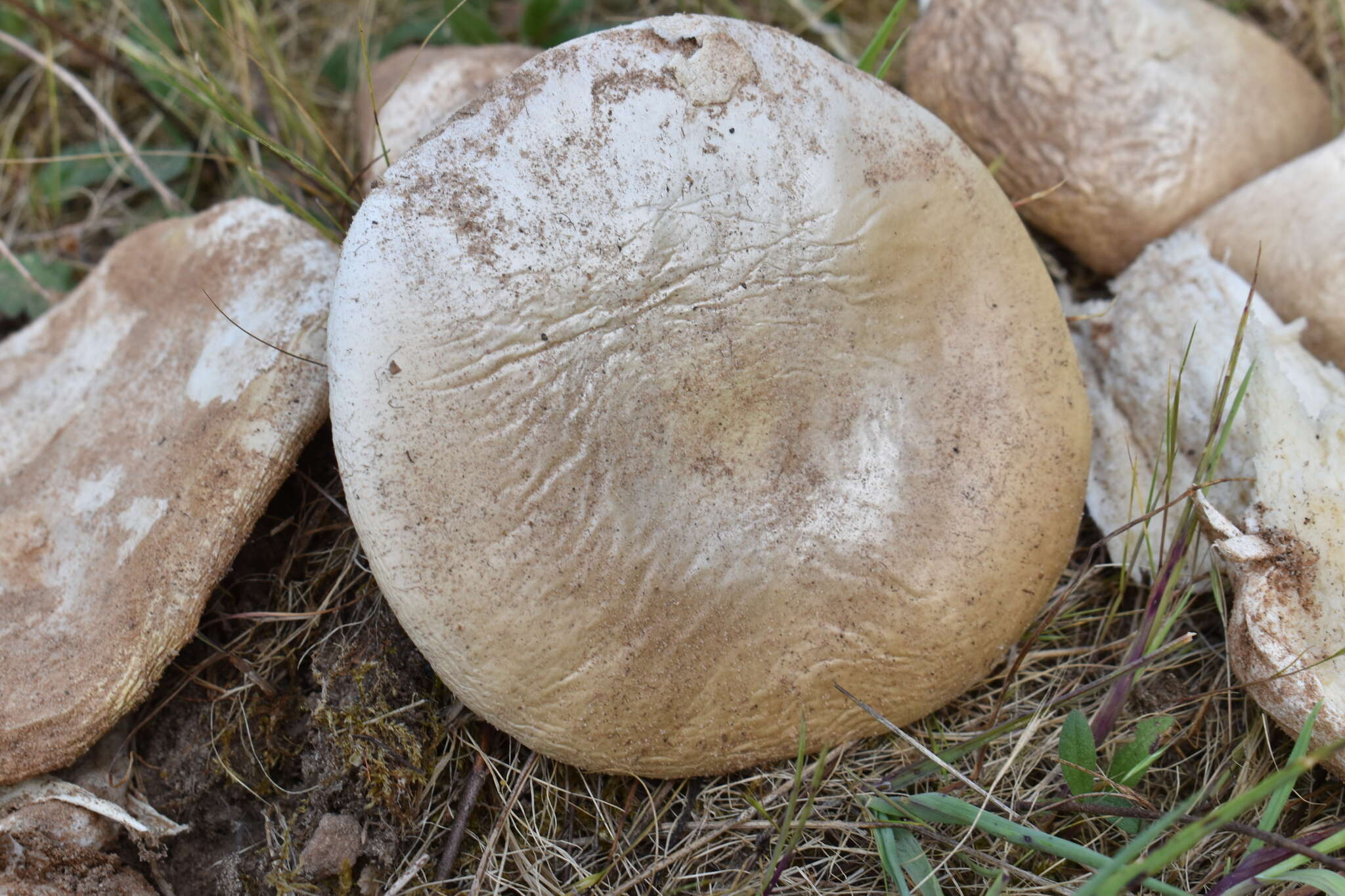 Image of Amanita ponderosa Malençon & R. Heim 1944