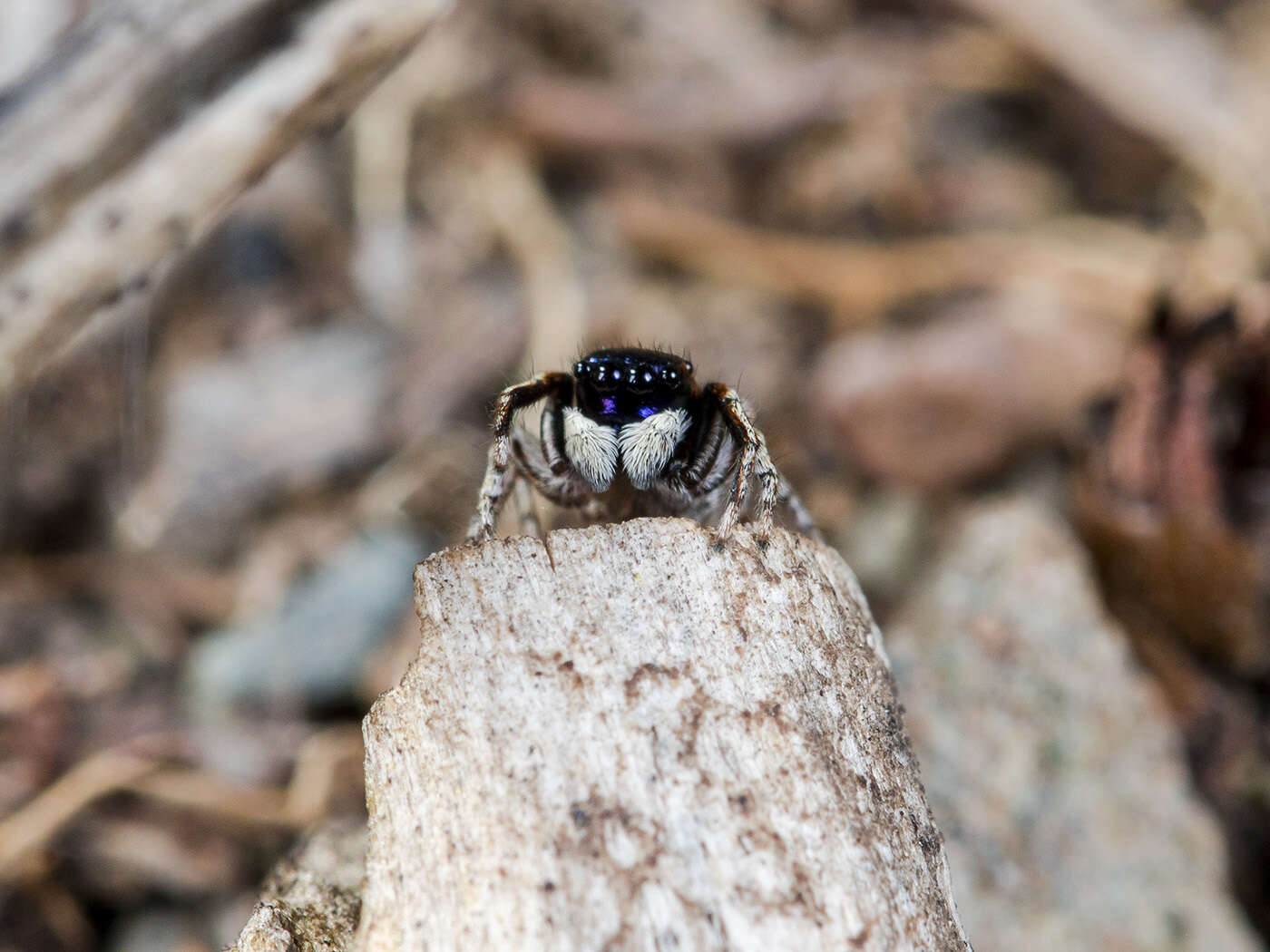 Image of Attulus mirandus (Logunov 1993)