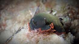 Image of Dendrodoris arborescens (Collingwood 1881)