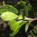 Image of Osteospermum incanum subsp. subcanescens (DC.) J. C. Manning & Goldblatt