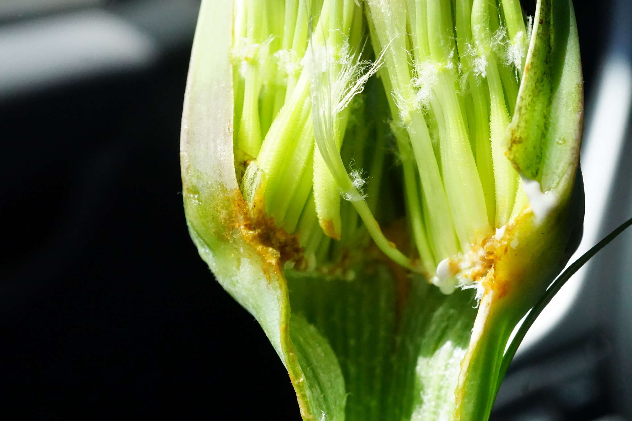 Image of remarkable goatsbeard