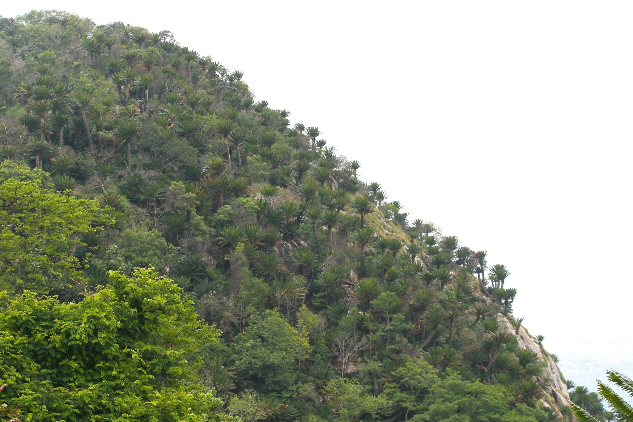 Image of Modjadji Cycad