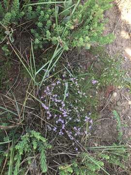 Image of Limonium bellidifolium (Gouan) Dumort.