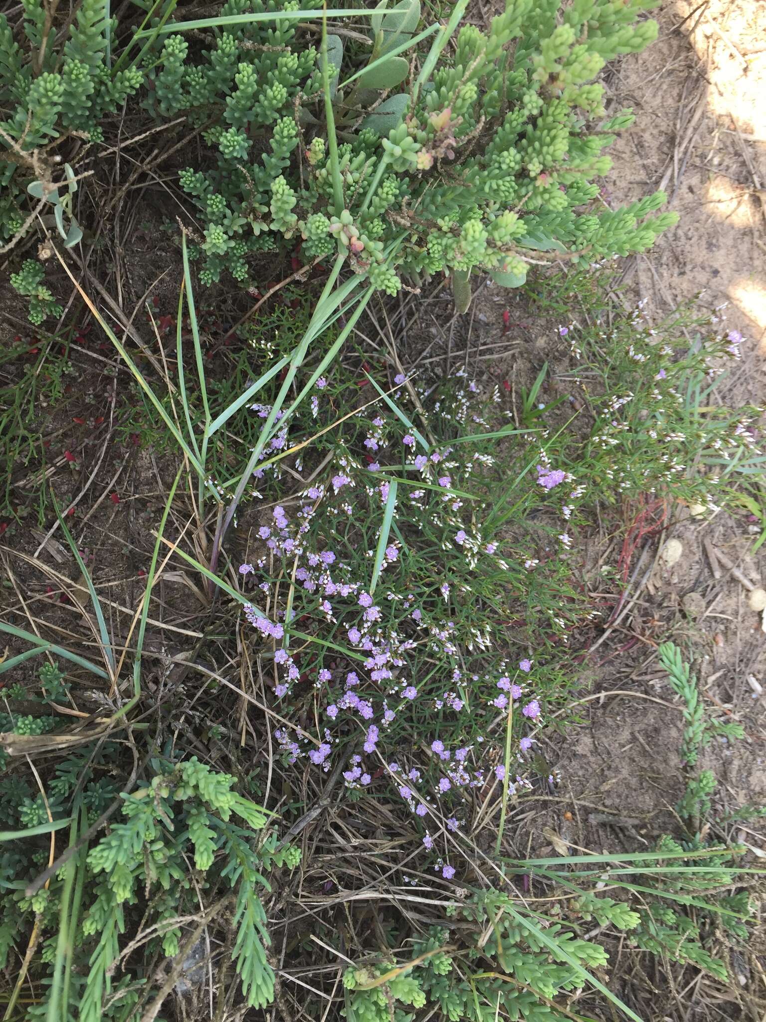 Image of Limonium bellidifolium (Gouan) Dumort.