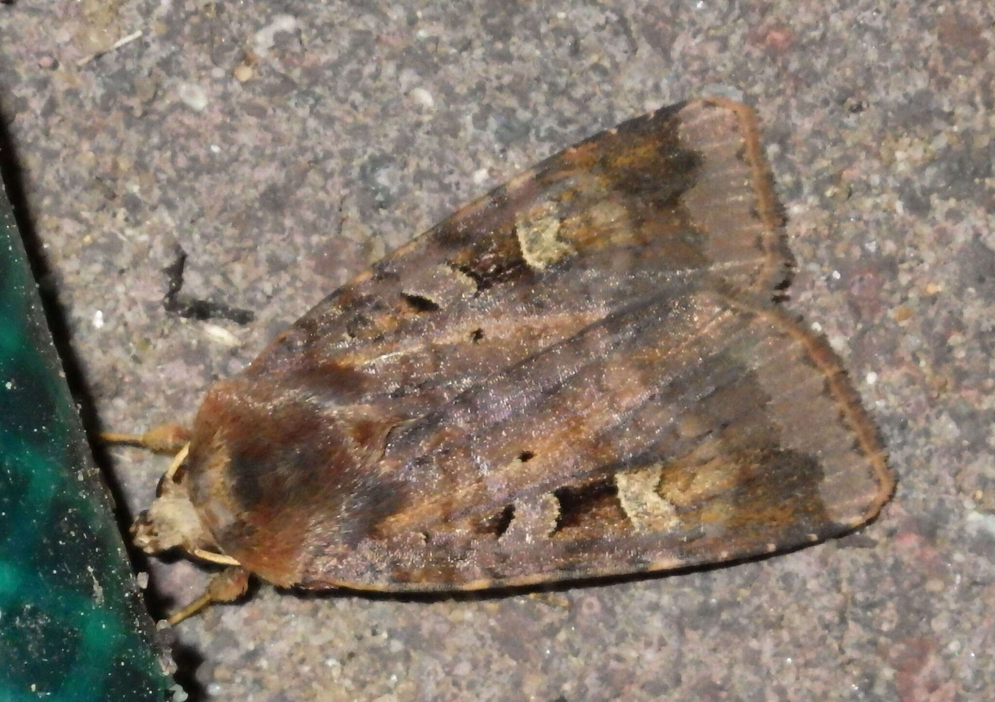 Diarsia brunnea Schiffermüller 1775的图像