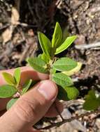 Image de Phyllanthus distichus Hook. & Arn.