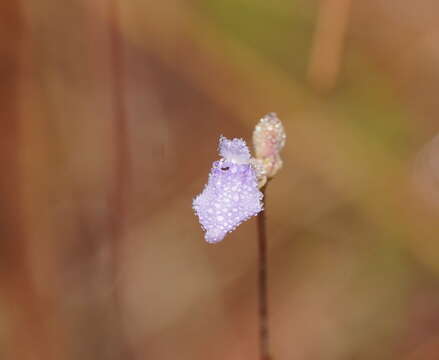 Image de Utricularia caerulea L.