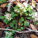 Image of Gentianella spenceri (Kirk) T. N. Ho & S. W. Liu