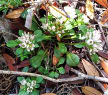 Gentianella spenceri (Kirk) T. N. Ho & S. W. Liu的圖片