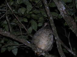 Image of Variegated Antpitta