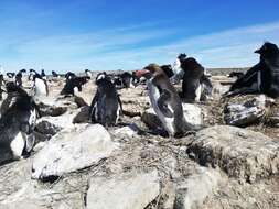 Image of Macaroni Penguin