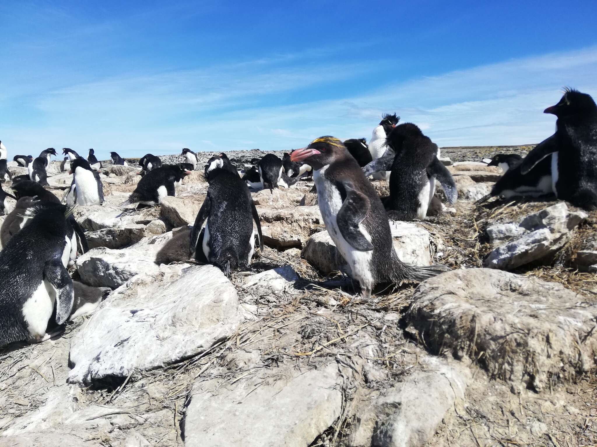 Image of Macaroni Penguin