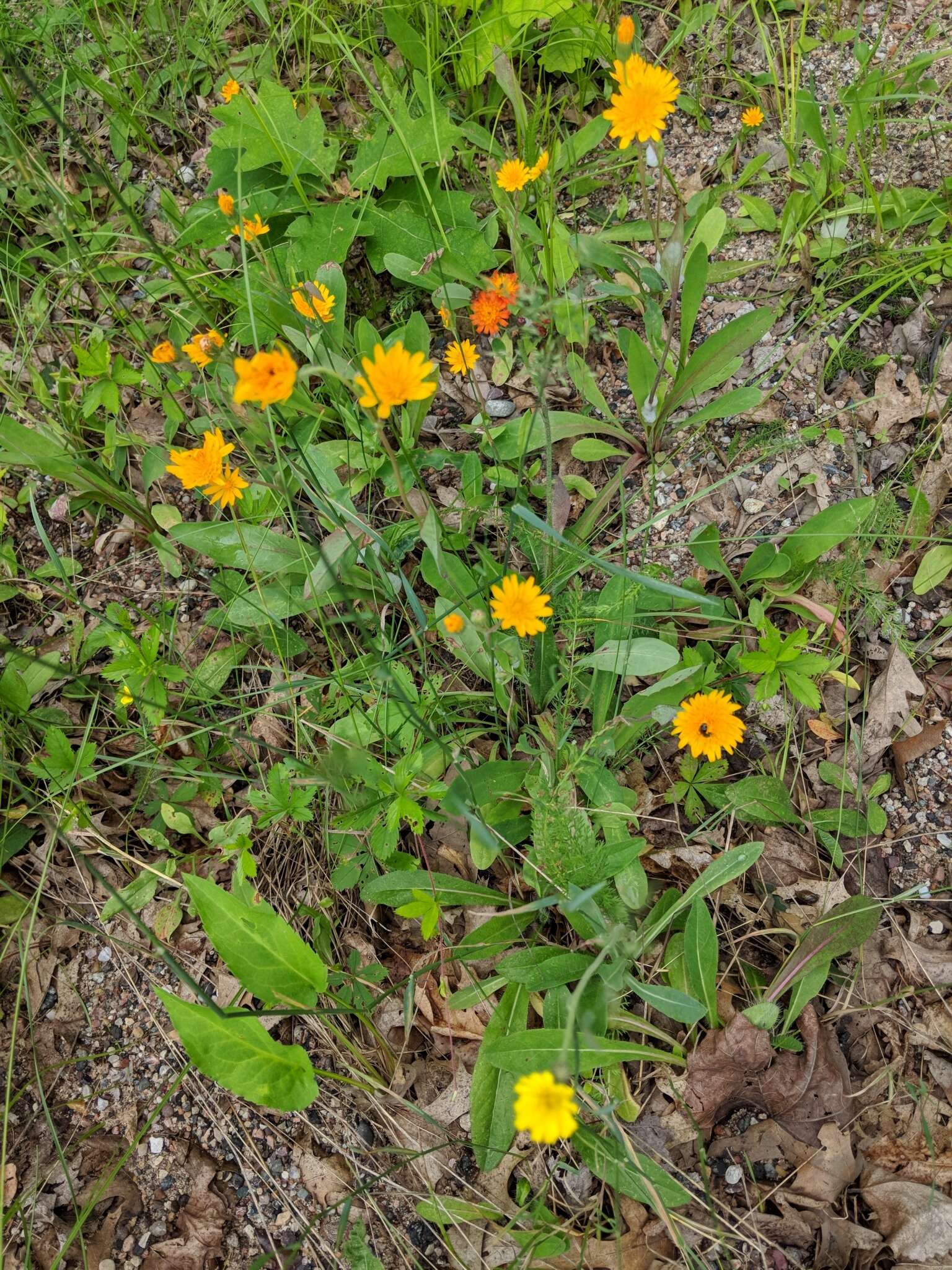 Image of twoflower dwarfdandelion