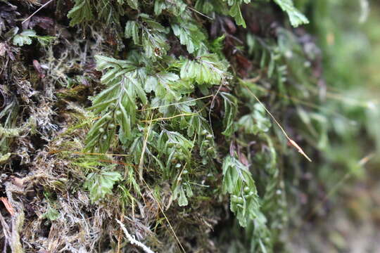 Plancia ëd Hymenophyllum peltatum (Poir.) Desv.