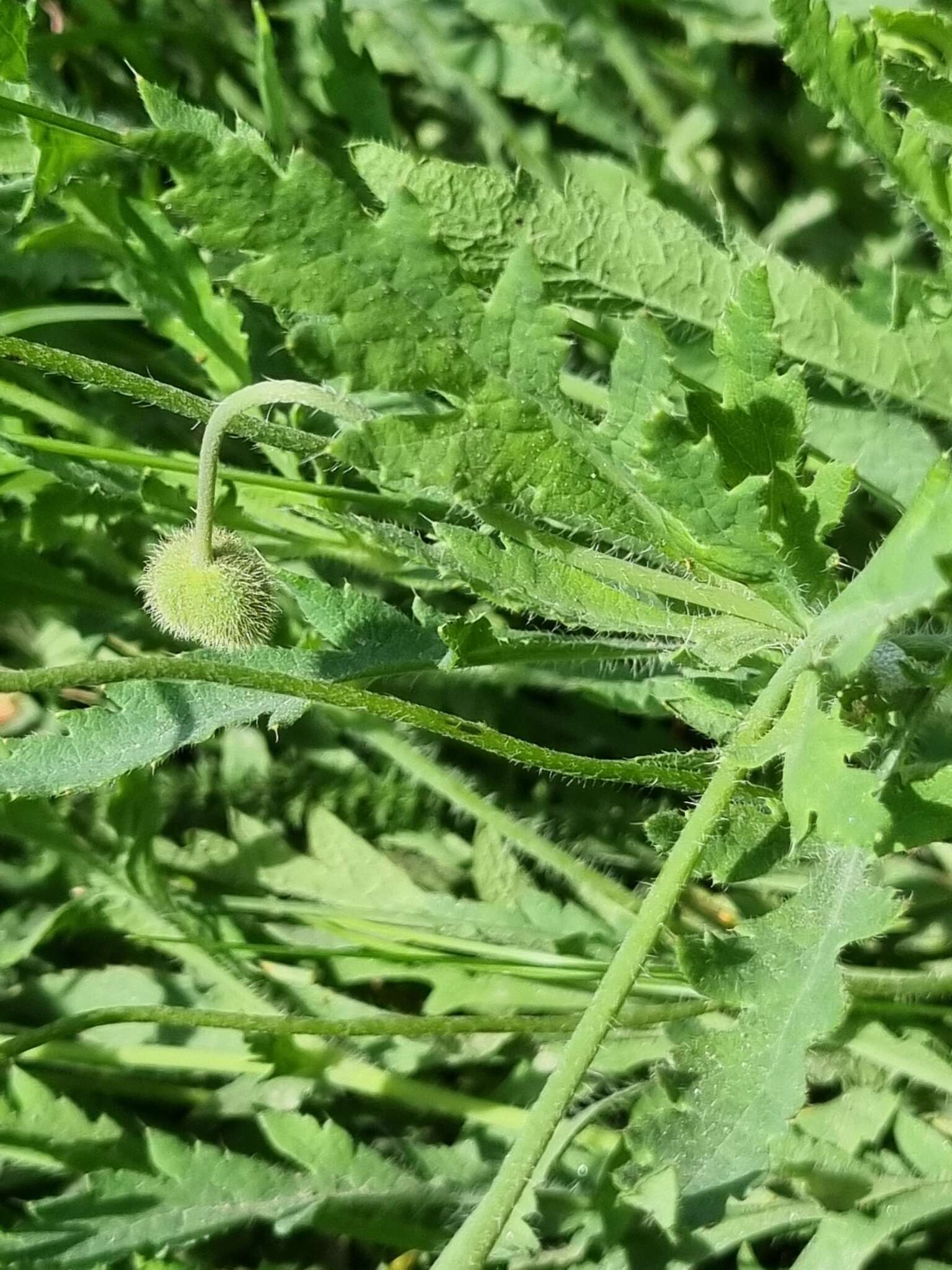 Image of Papaver oreophilum Rupr.