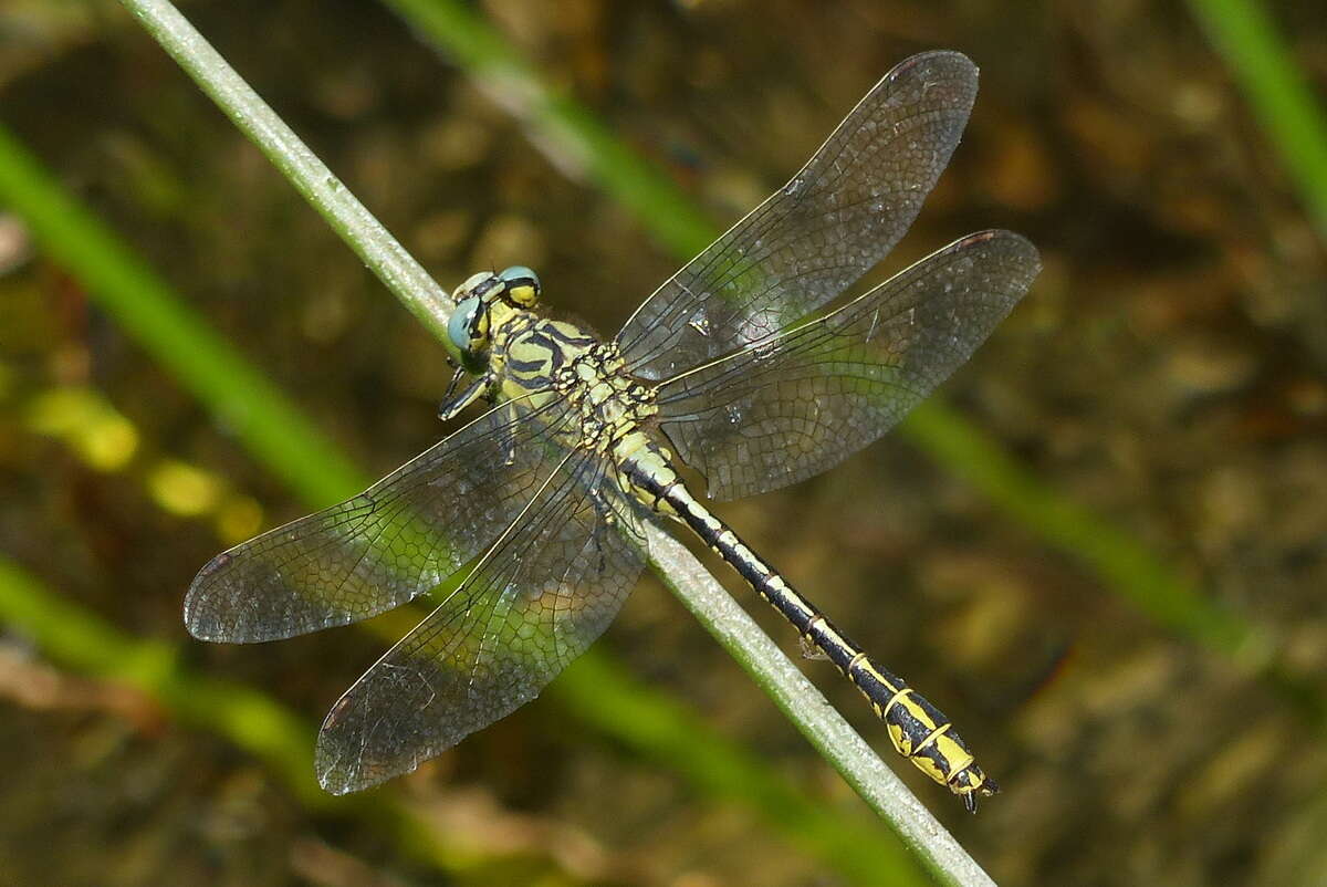 صورة Gomphus simillimus Selys 1840